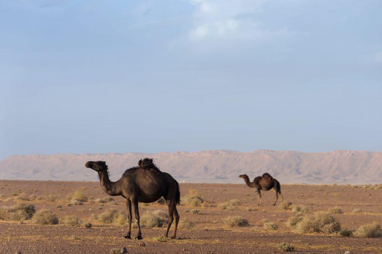 Camels